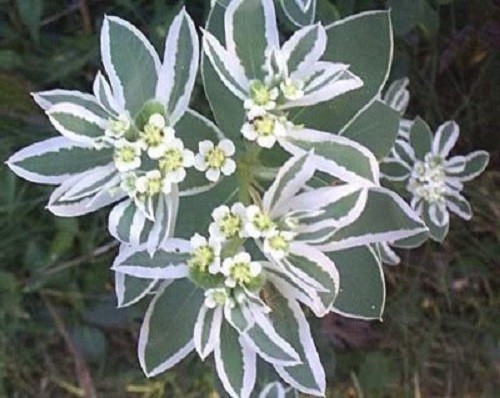 20 SNOW ON THE MOUNTAIN Euphorbia Marginata Flower Seeds *Flat S/H
