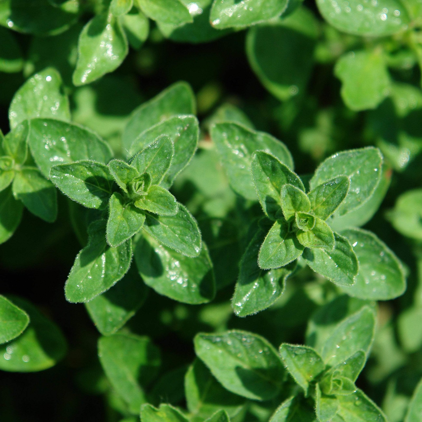 Oregano, Common (Origanum vulgare)