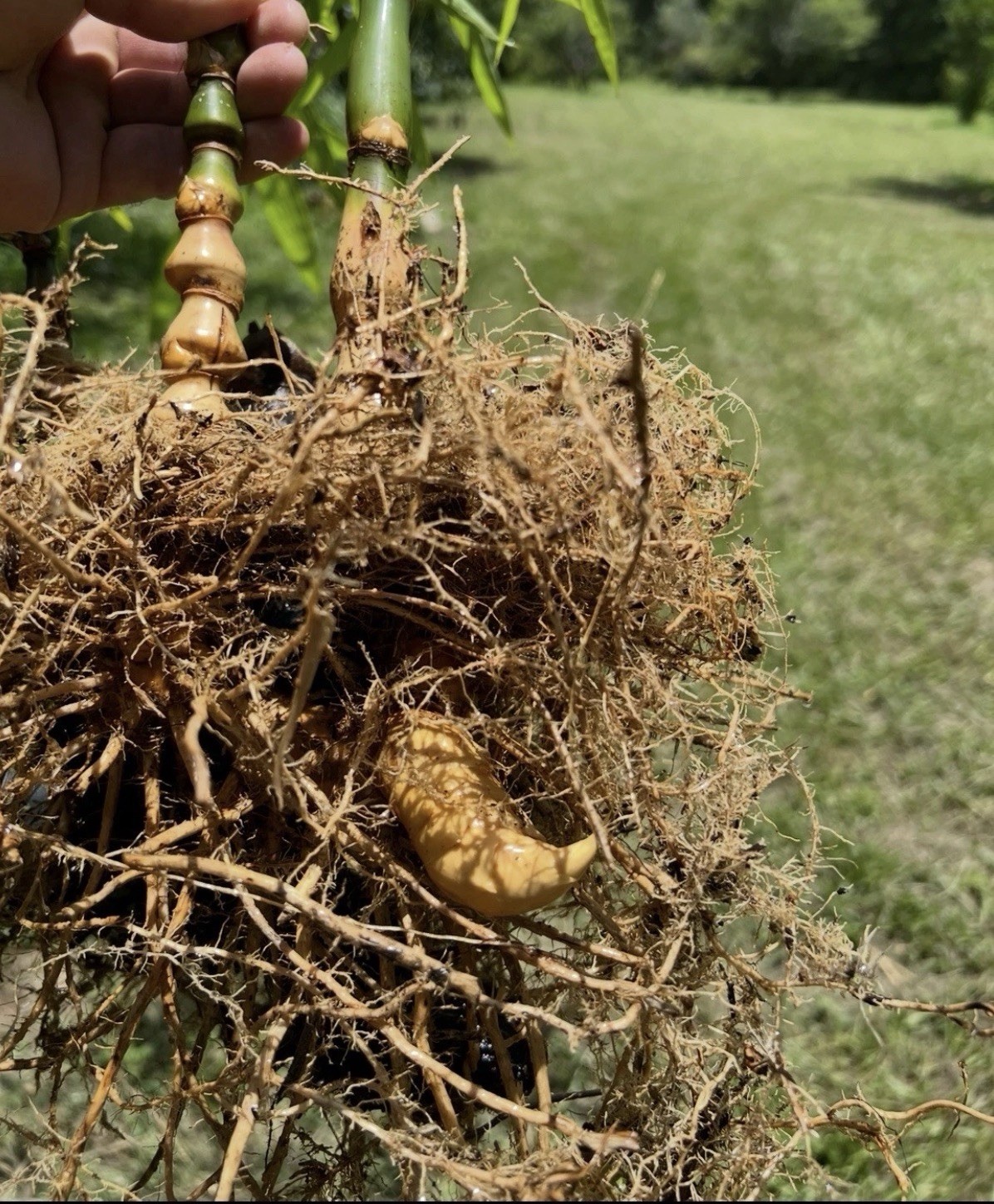 Buddha belly bamboo Valued XL rhizome division