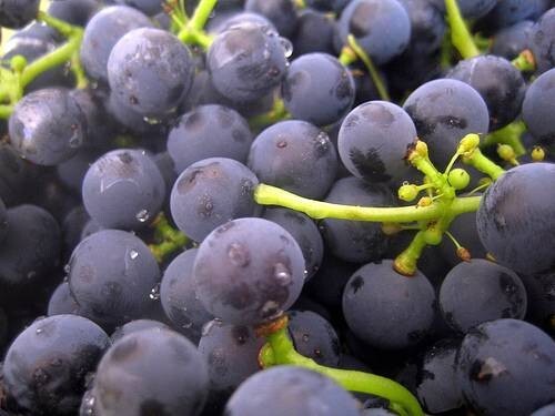 CONCORD GRAPE VINE CUTTINGS- QTY 15 ORGANIC ALL PURPOSE FOR TABLE, JUICE & JELLY