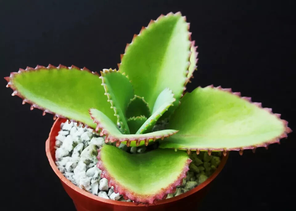Mother of thousands Kalanchoe daigremontiana mexican hat rare succulent 25 Seeds