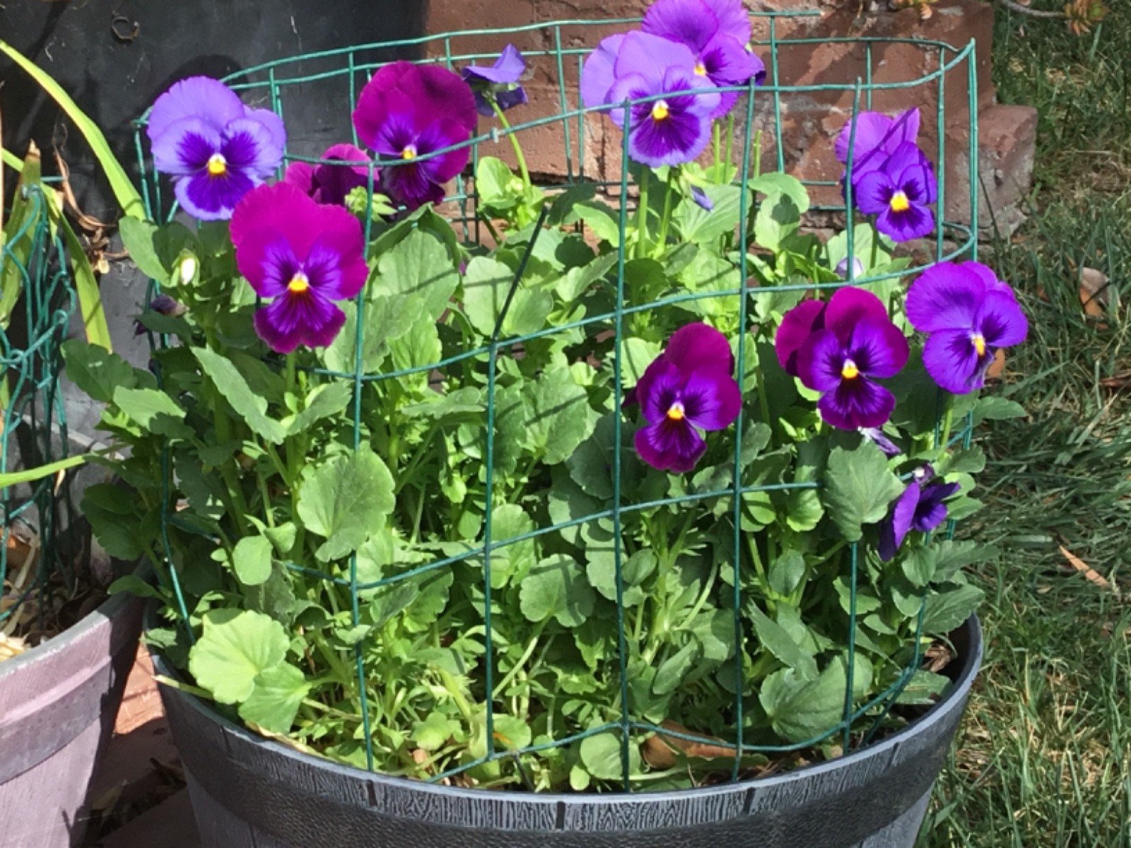 Pansy Violet for cutting 20 seeds