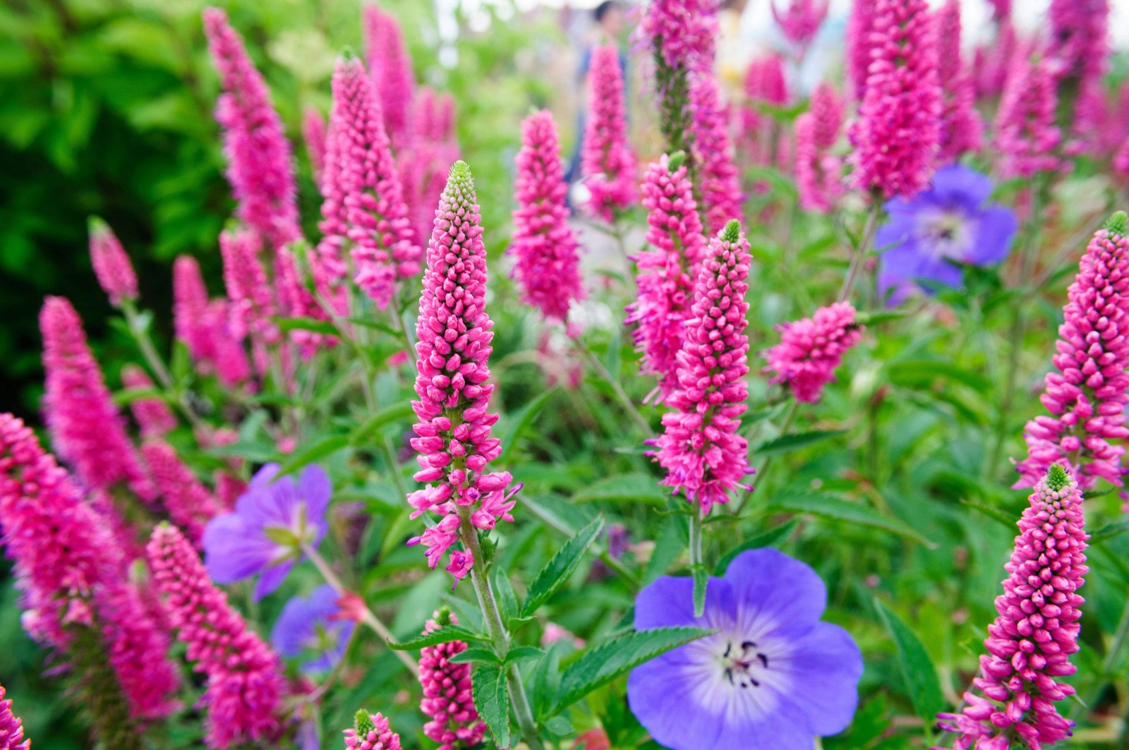 50 Mixed Colors VERONICA Spicata SIGHTSEEING MIX Spike Speedwell Flower Seeds