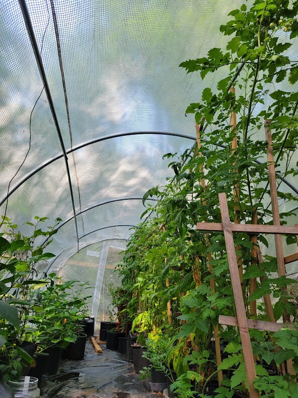 RED ROBIN Dwarf TOMATO Seeds Organically Grown Unique Creek Homestead Certified