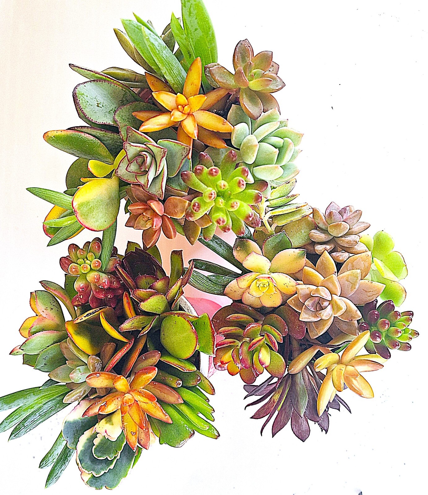10 Healthy Fresh Colorful Succulent Cuttings, 10 Varieties