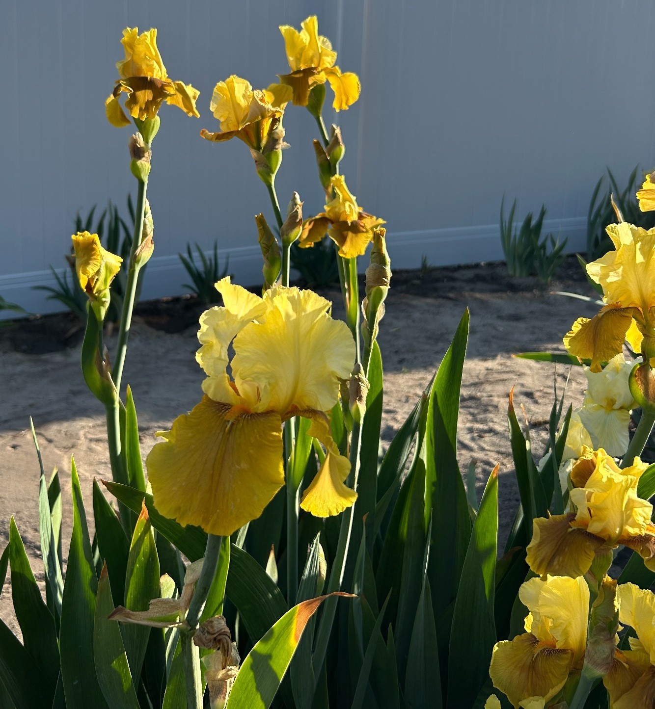‘Bayberry Candle’ iris rhizome + gift, combined shipping $1 each additional
