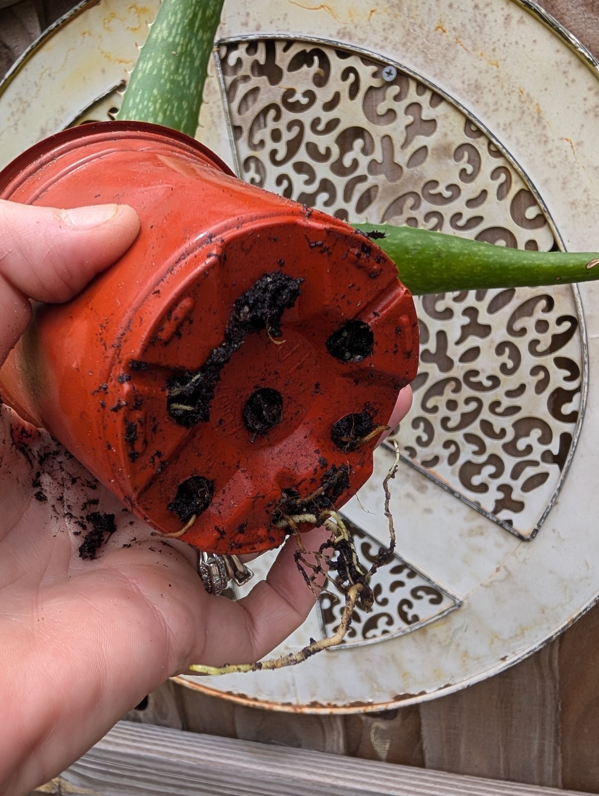 Coral Flowering Soap Aloe maculata Pollinator Plant Succulent 12″+ So Many Uses!