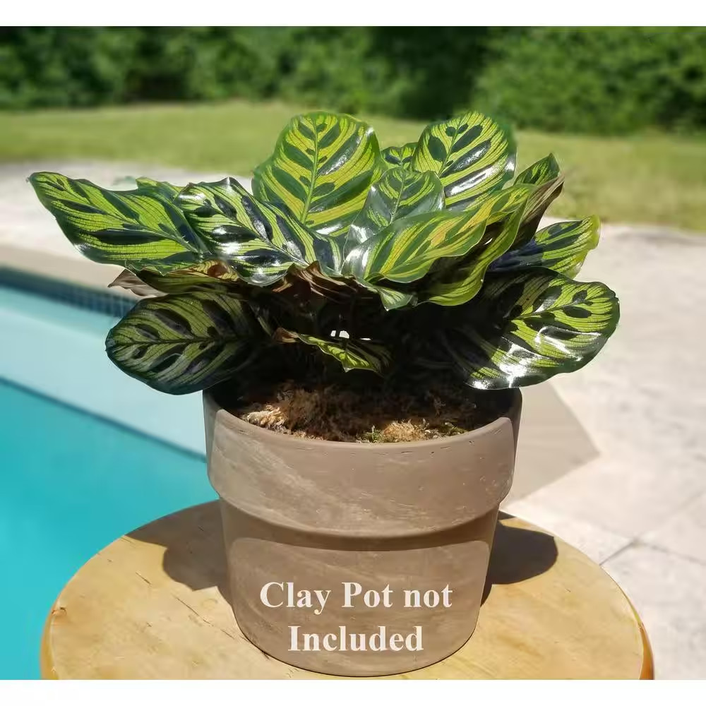 Peacock Plant in 6 In. Grower Pot