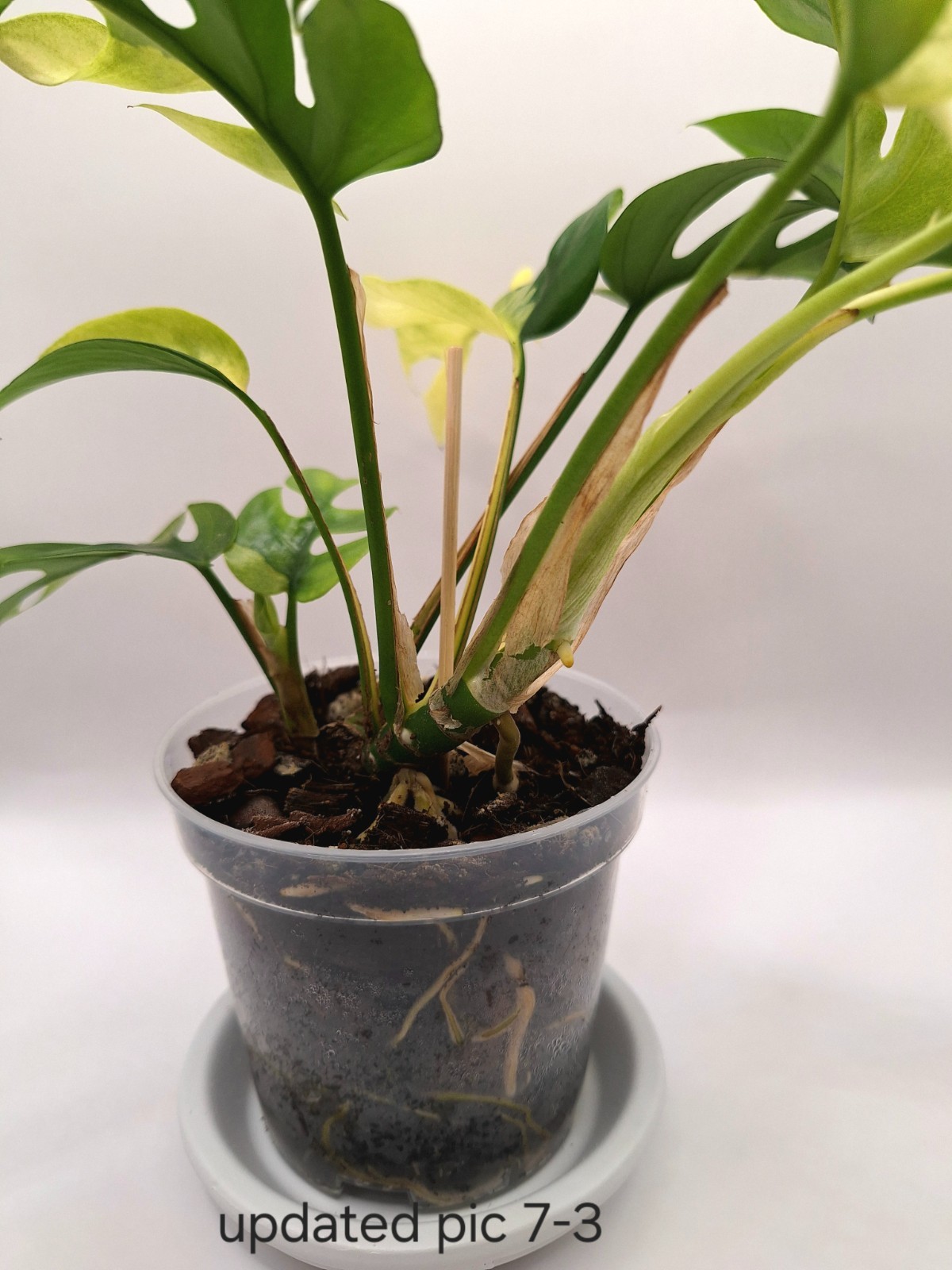 Rhaphidophora Tetrasperma Albo-Variegated – Half Moon – 2 Active Growth Points!