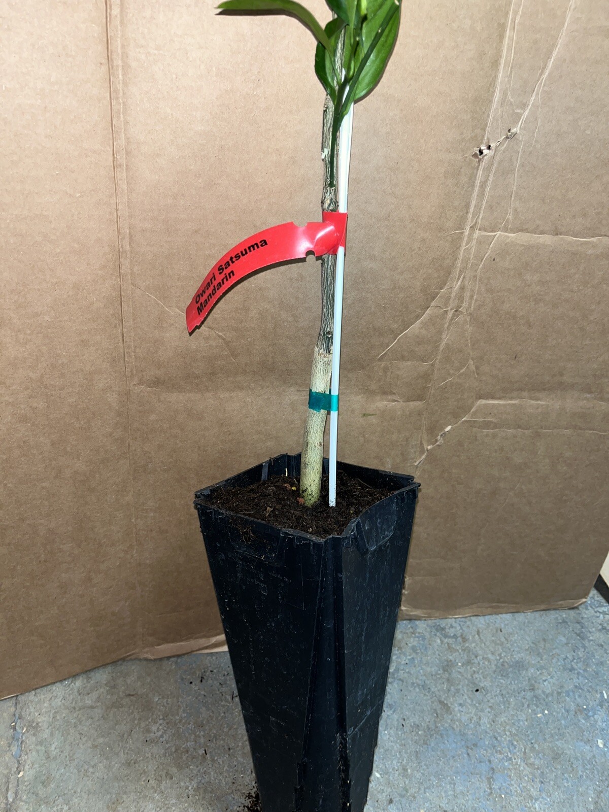 California only!! Owari Satsuma Semi-Dwarf Mandarin 25-36″ tall
