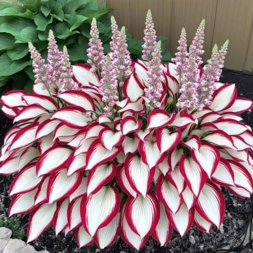 Perennial Hosta Seeds, 320 Pieces, Shade Plants for Garden Mixed Varieties