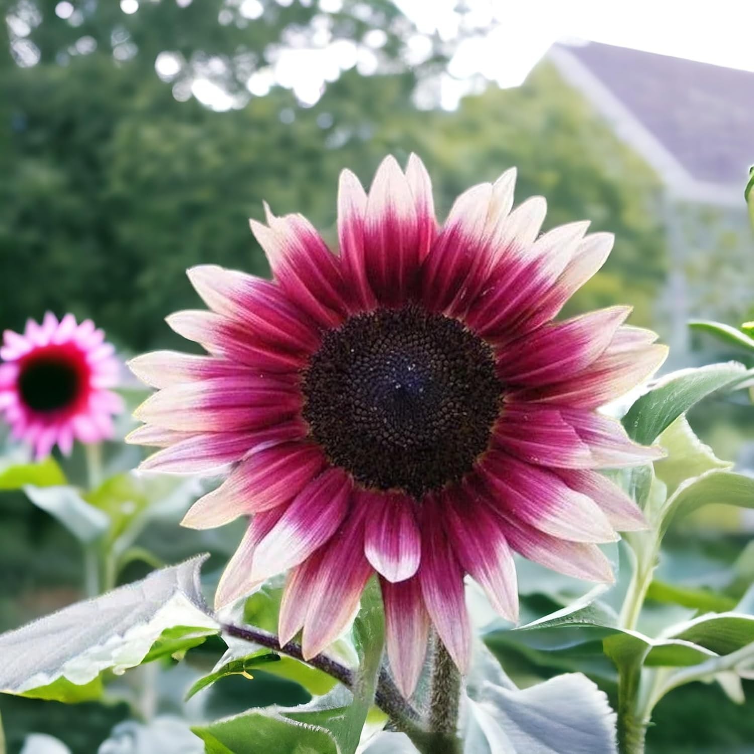Rare Strawberry Pink Sunflowers (50 PCS) – Non-GMO, High Germination Rate Seeds