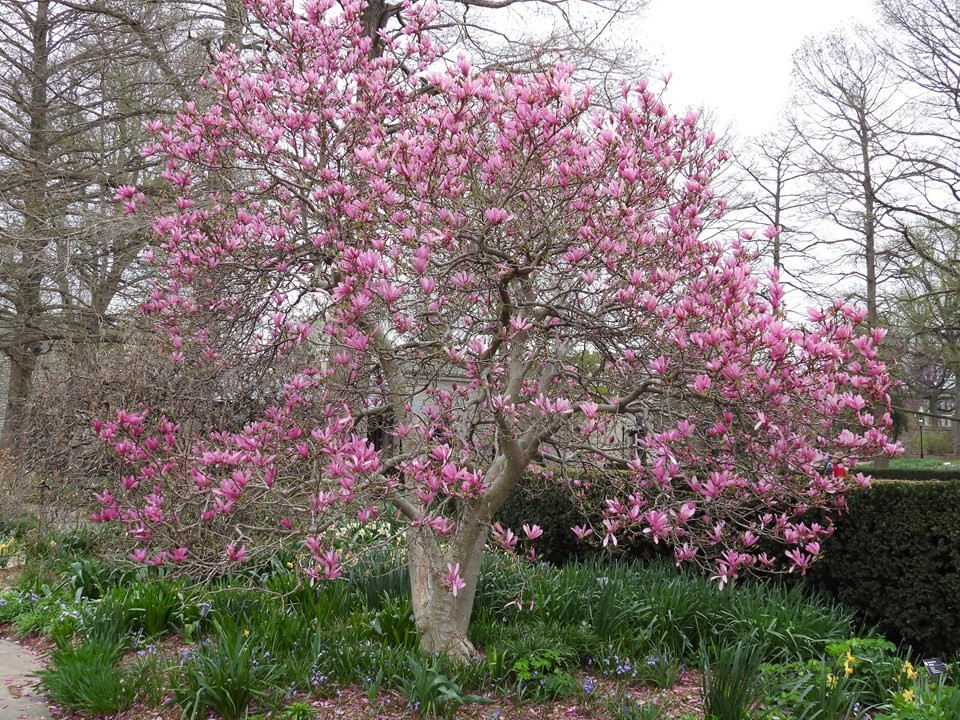 Jane Magnolia – 24 – 30″ Tall – Grown in a Trade One Gallon