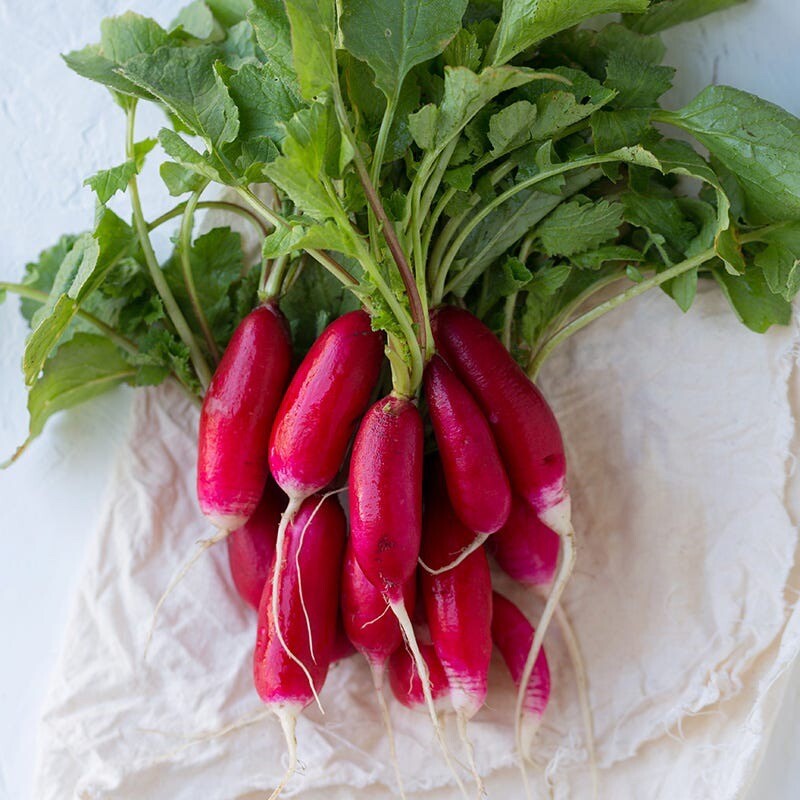 China Rose Radish. 200+ seeds. Non-GMO | Heirloom | Organic. Free shipping.