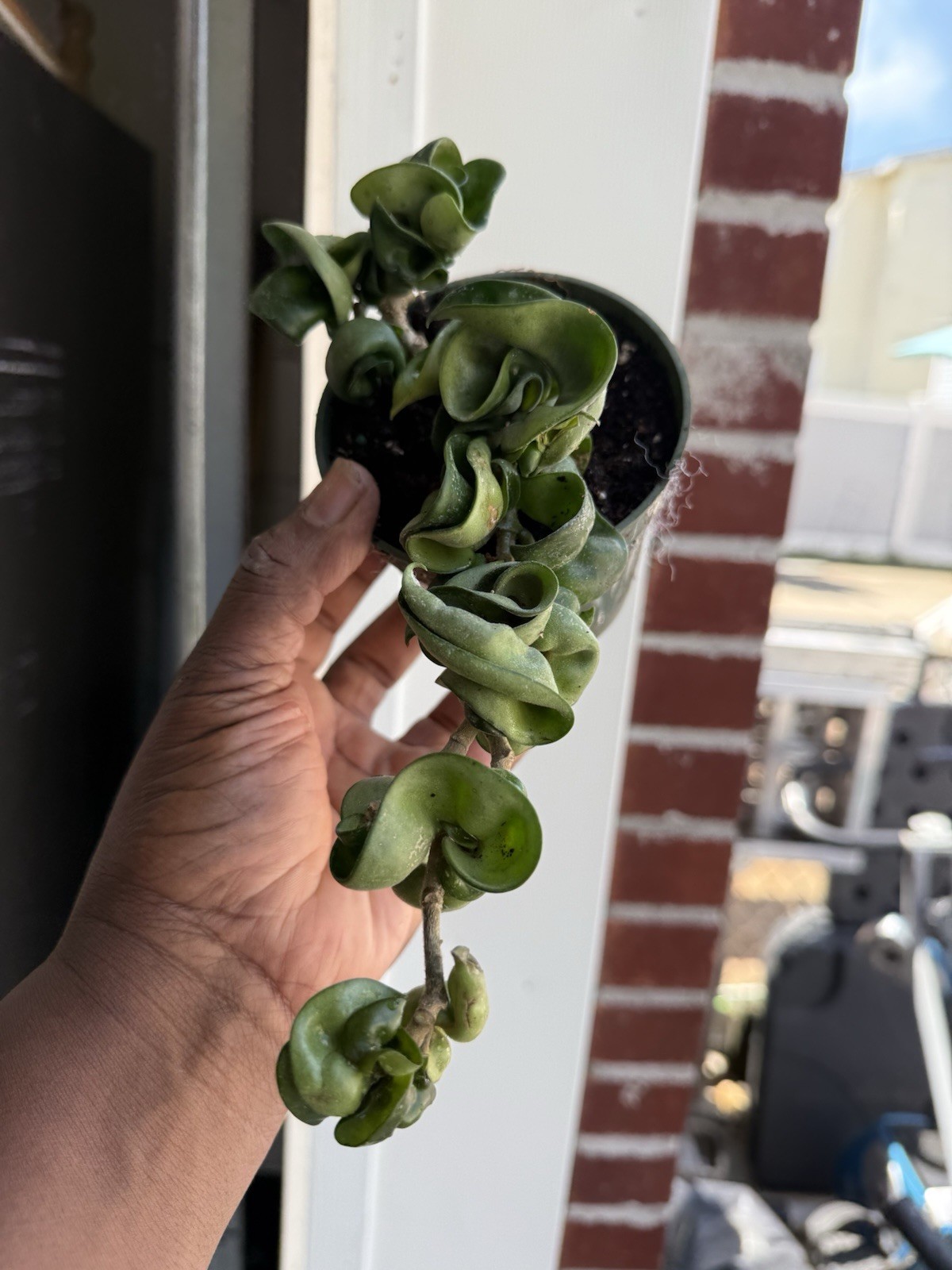Hoya Indu Rope Plant Well Rooted Plant