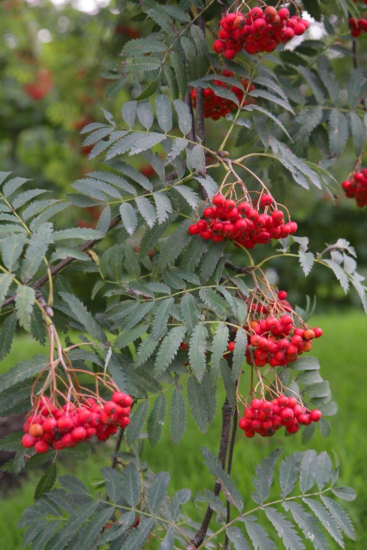 Sorbus aucuparia MOUNTAIN ASH TREE Seeds!