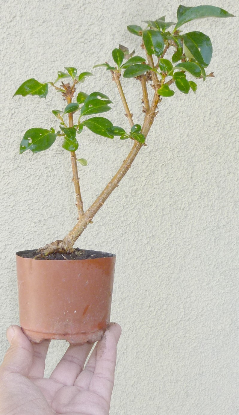 Forsythia Pre Bonsai Mame Deciduous Golden Bells Flowers