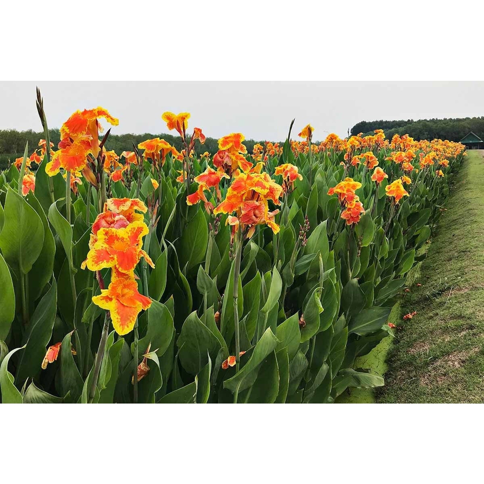 Canna Pretoria Lily Bulbs Bengal Tiger Striata Yellow Flowering Baring Root For