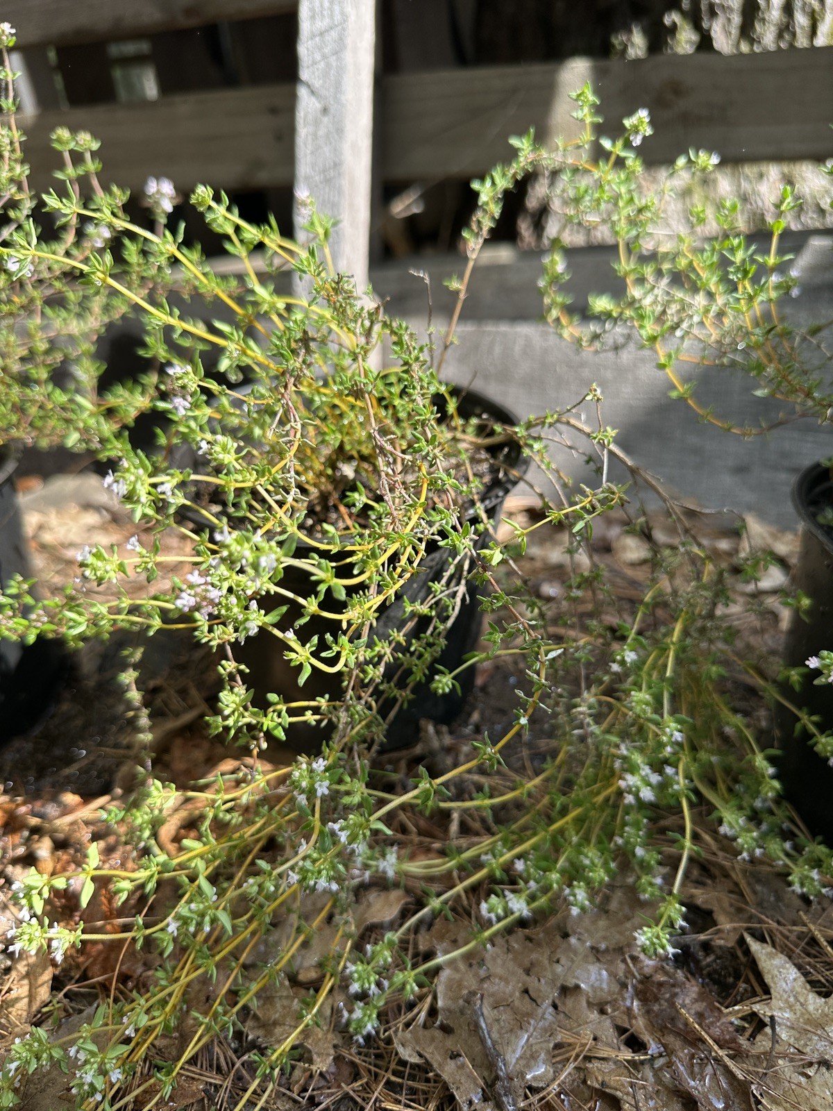 Live THYME Plant (half gallon pot) (DORMANT)
