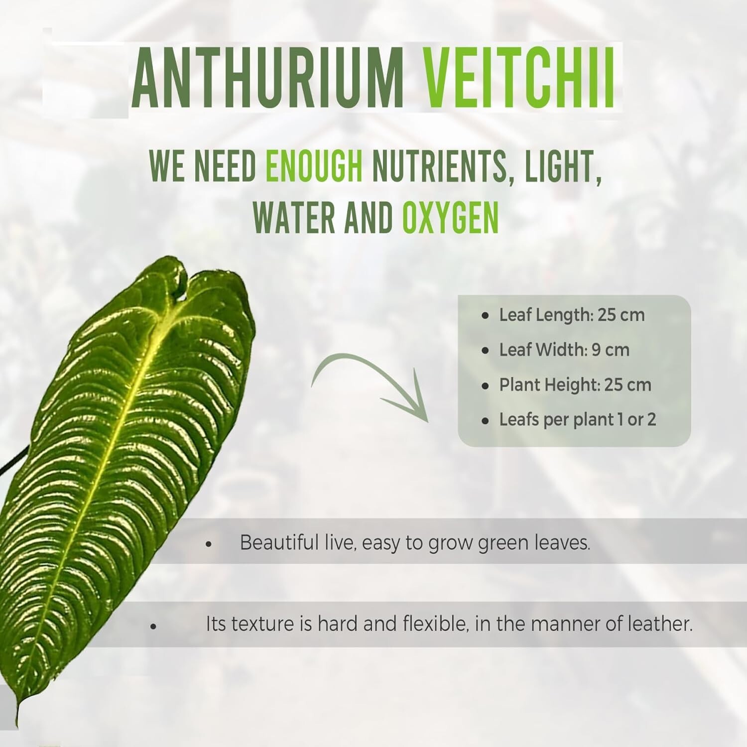 Anthurium Warocqueanum x Anthurium Veitchii LEAL PLANTS ECUADOR | Queen & King