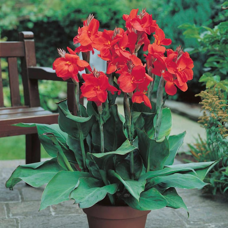 Red Canna Lily ‘President’ Rhizomes – Striking Tropical Blooms – 1-rhizome