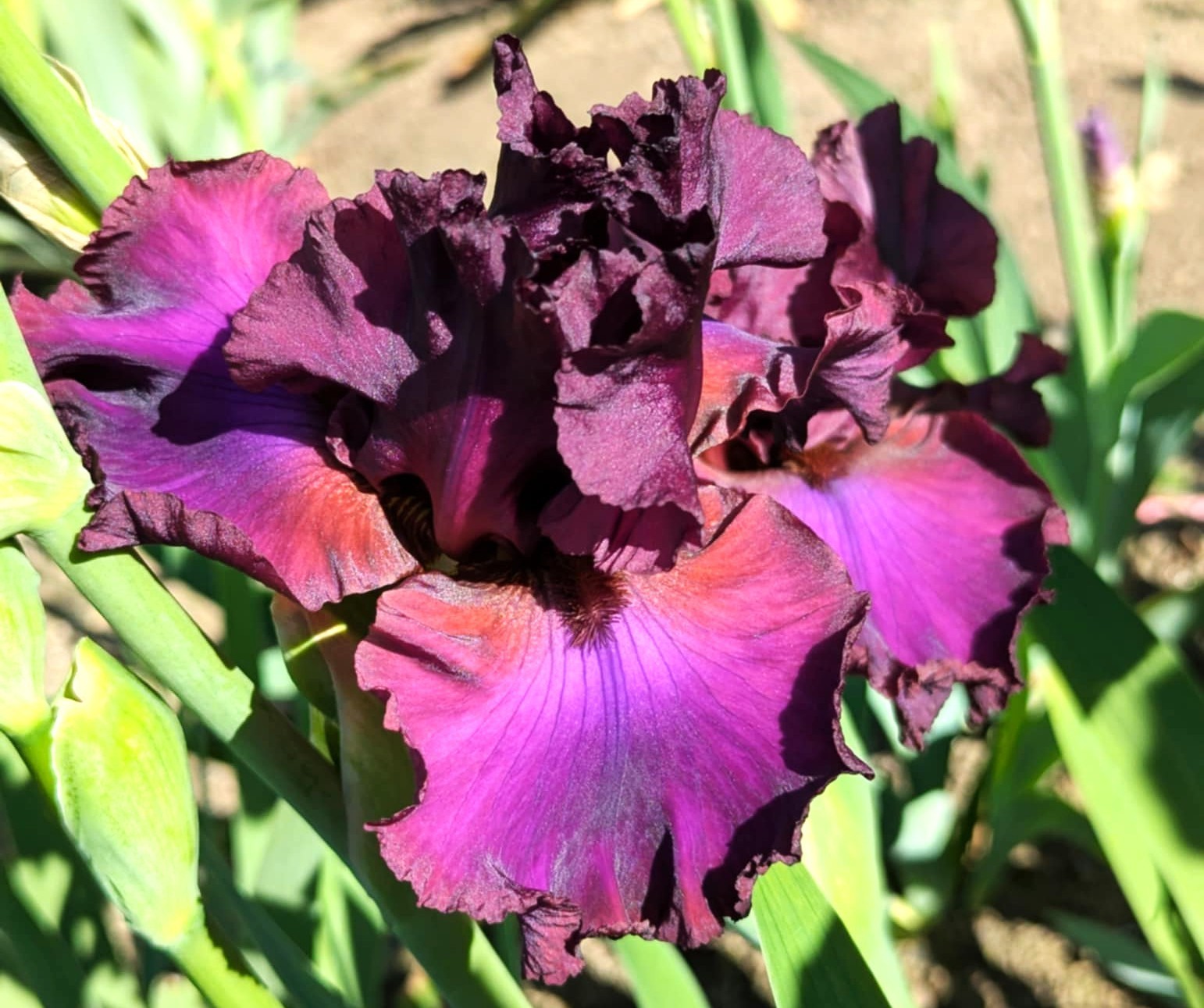 ‘Spice It Up’ TB Bearded Iris Rhizome PRE-SALE to Ship Aug/Sept