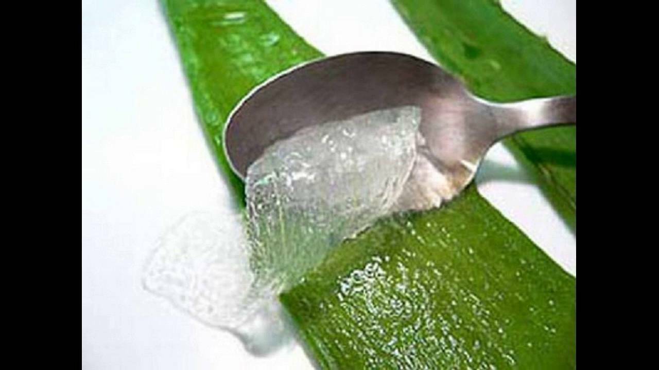 Aloe Vera Gel Barbadensis Organic Leaf, Edible Vitamins Minerals