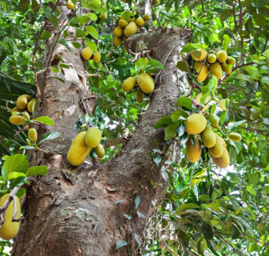 Live Jackfruit Tree – 4″ Pot – Edible Tropical Fruit Tree – Outdoor Garden