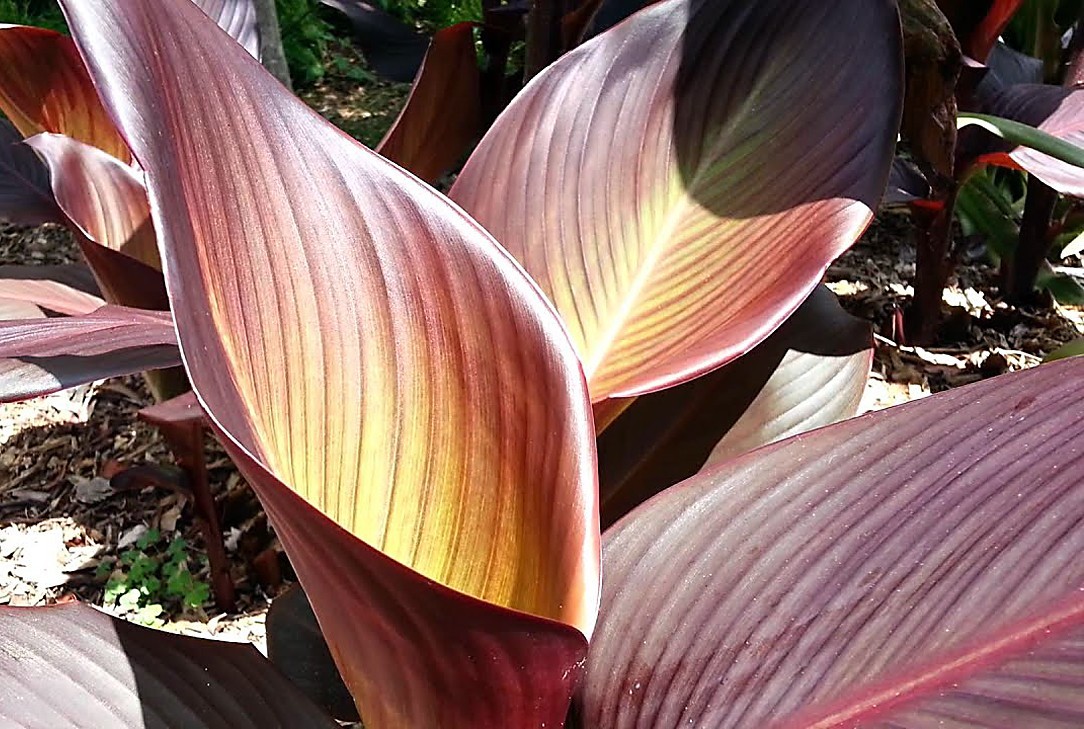 Canna Lily Bulbs Dark Red/Purple Musifolia – Large tropical plant w/ Red flowers