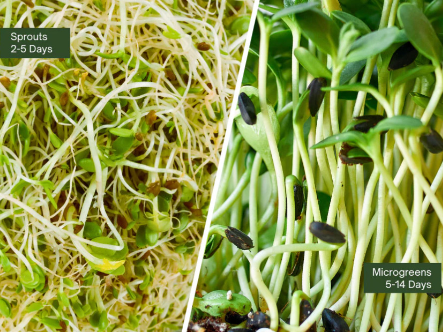 Organic MICROGREEN Seeds | Fresh Heirloom Non GMO Sprouting Seeds