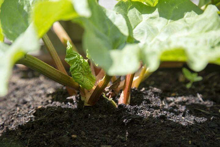 Rhubarb seeds