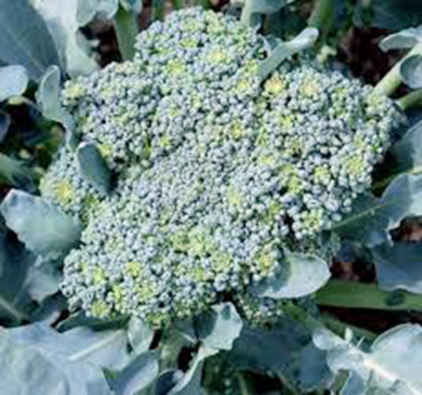 BROCCOLI, GREEN SPROUTING CALABRESE,HEIRLOOM, 25+ SEEDS, BROCCOLI SEEDS