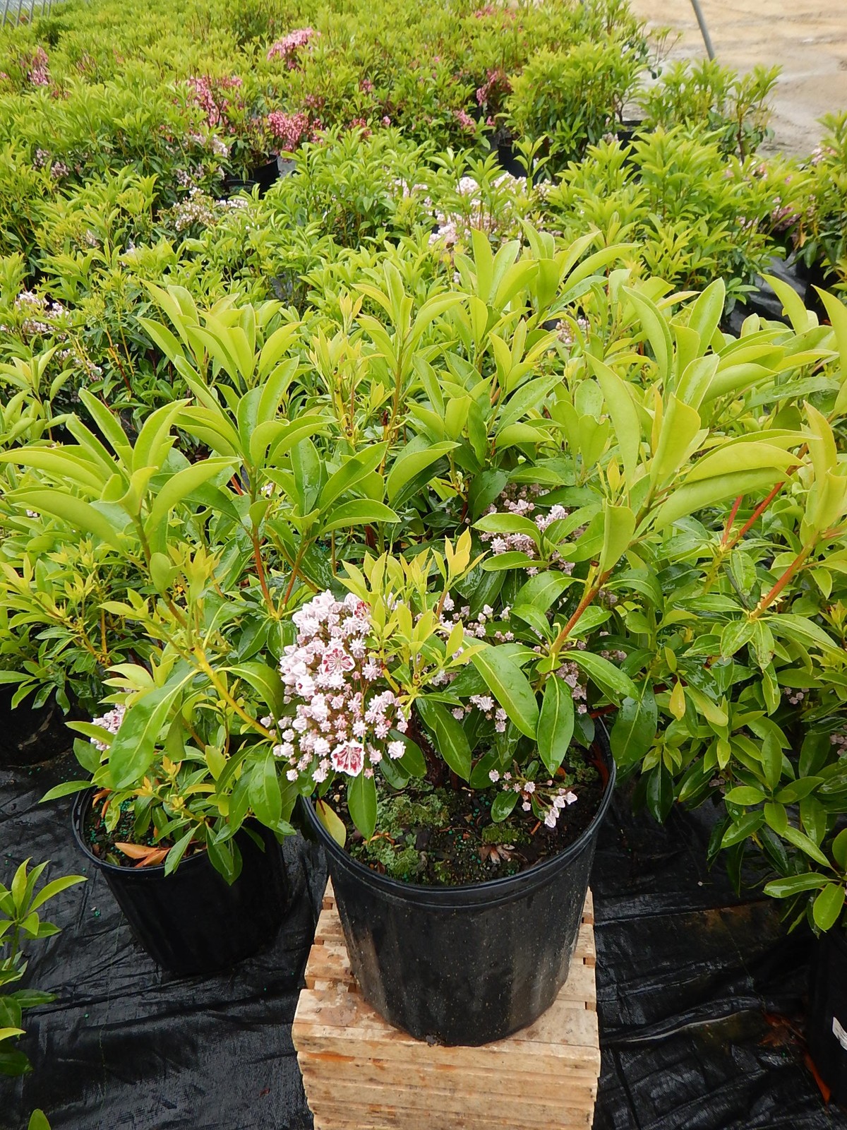 Green Promise Farms Kalmia Lat. Carousel Mountain Laurel Evergreen White