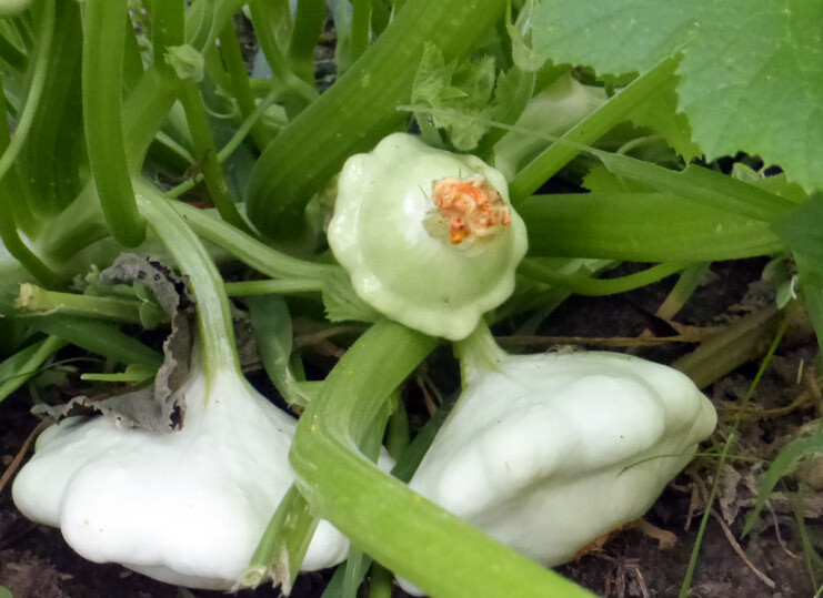 Bennings Green Tint Squash Seeds, Non GMO – Heirloom, A GARDEN FAVORITE