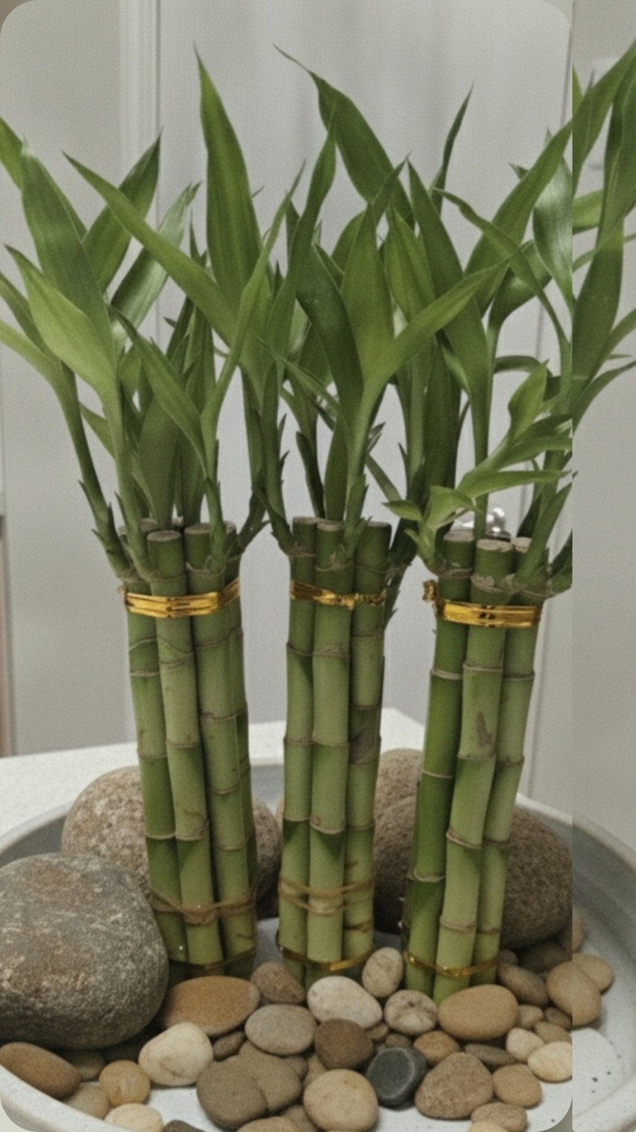 Lucky Bamboo Plants Live – 6 Stalks 8 Inches Tied in Gold Wire, Home Decor