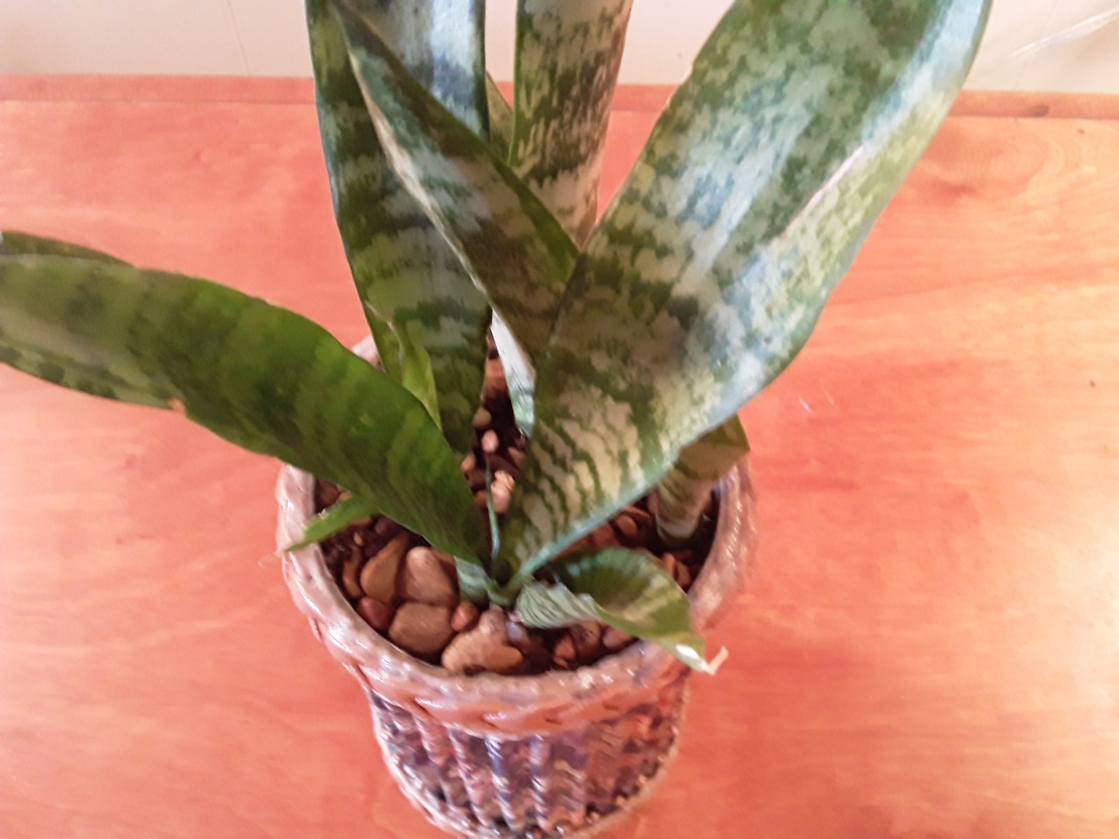 Sansevieria Snake Plant- 4 Healthy Rooted Plants in 6″x4″ Crafted Container