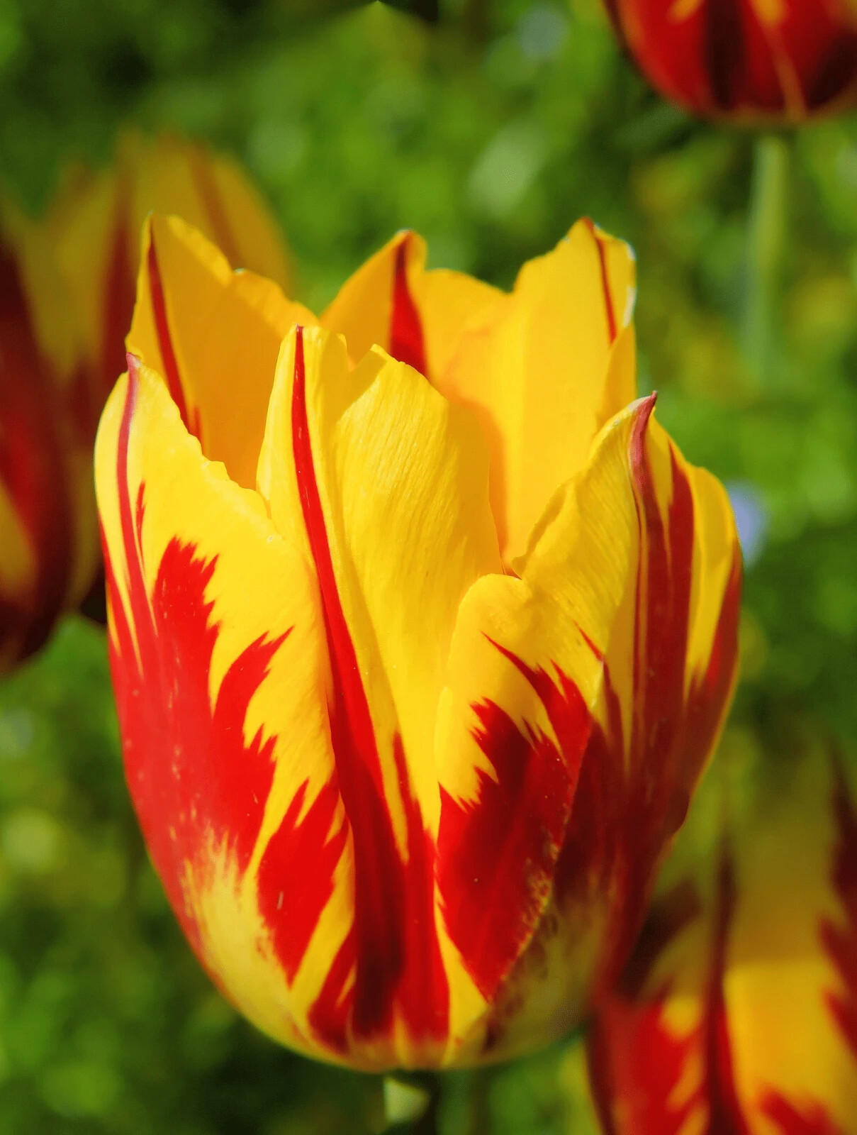 40 Tulip Seeds Much Less Money Than Bulbs