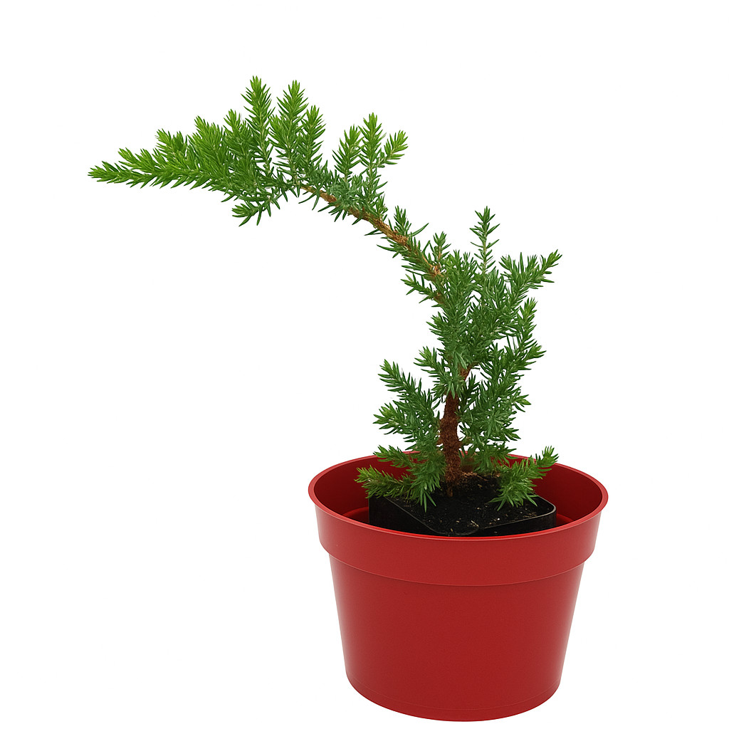 🌿Live Juniper Pre-Bonsai Tree🪾 PACK of ONE – Perfect Zen Gift, Procumbens Nana