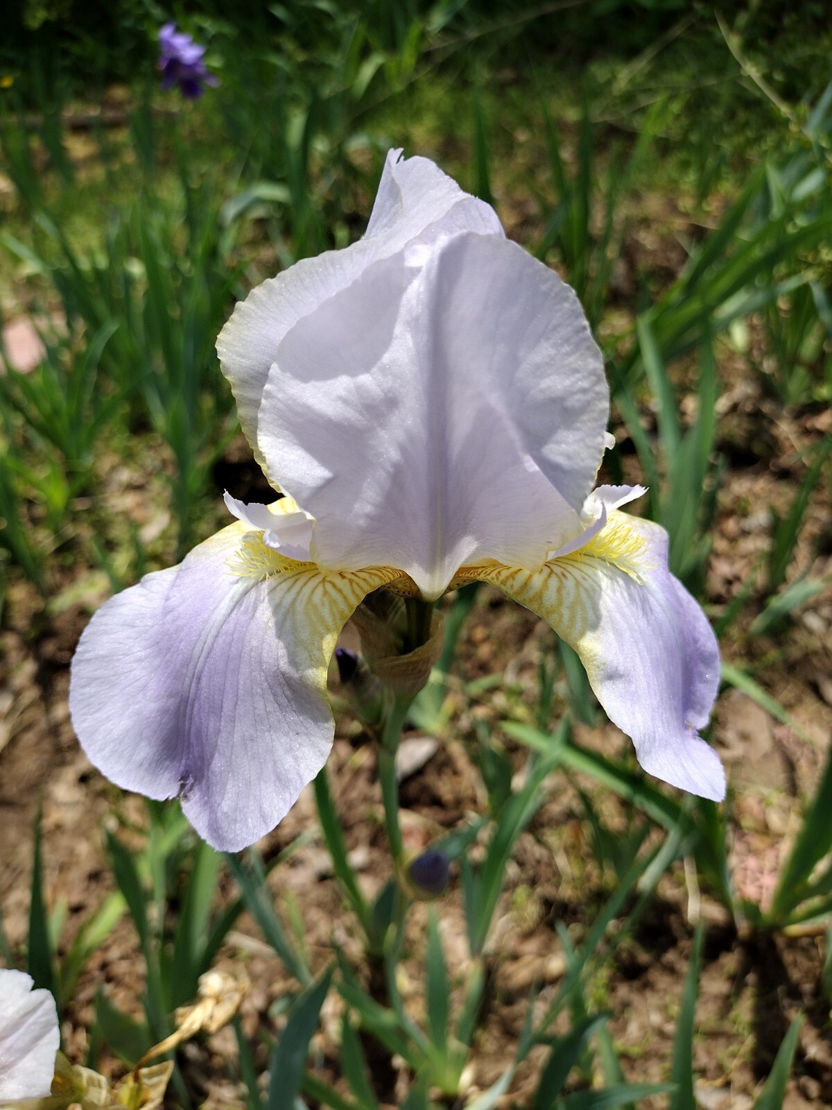 7x MIXED VARIETIES/COLORS IRIS BULBS RHIZOMES Fresh
