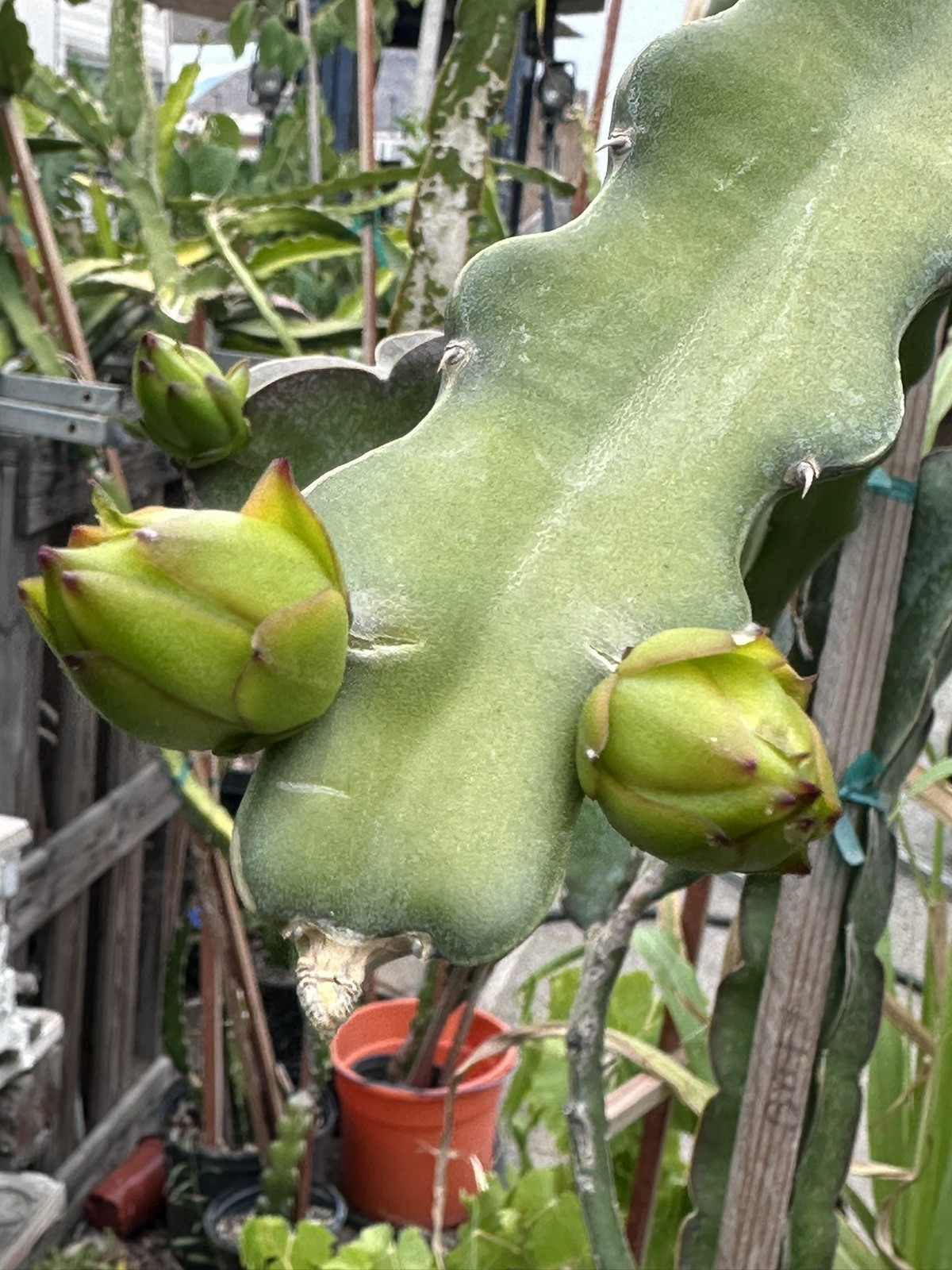 Rare Jindo No. 1 金都1号 Dragon Fruit Cutting 10 To 14 Inch