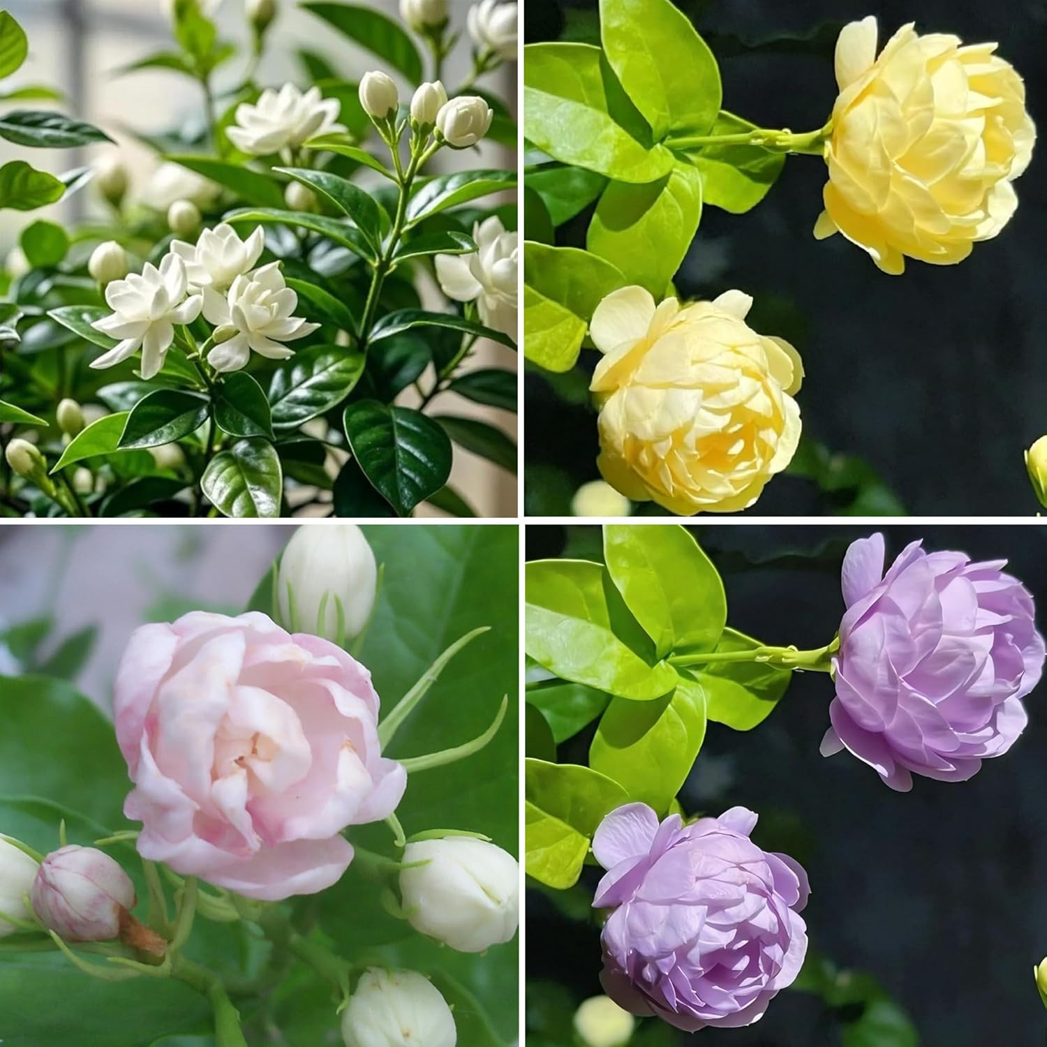 Mix Climbing Double Jasmine Seeds for Planting, 250+pcs Perennial Fragrant Climb