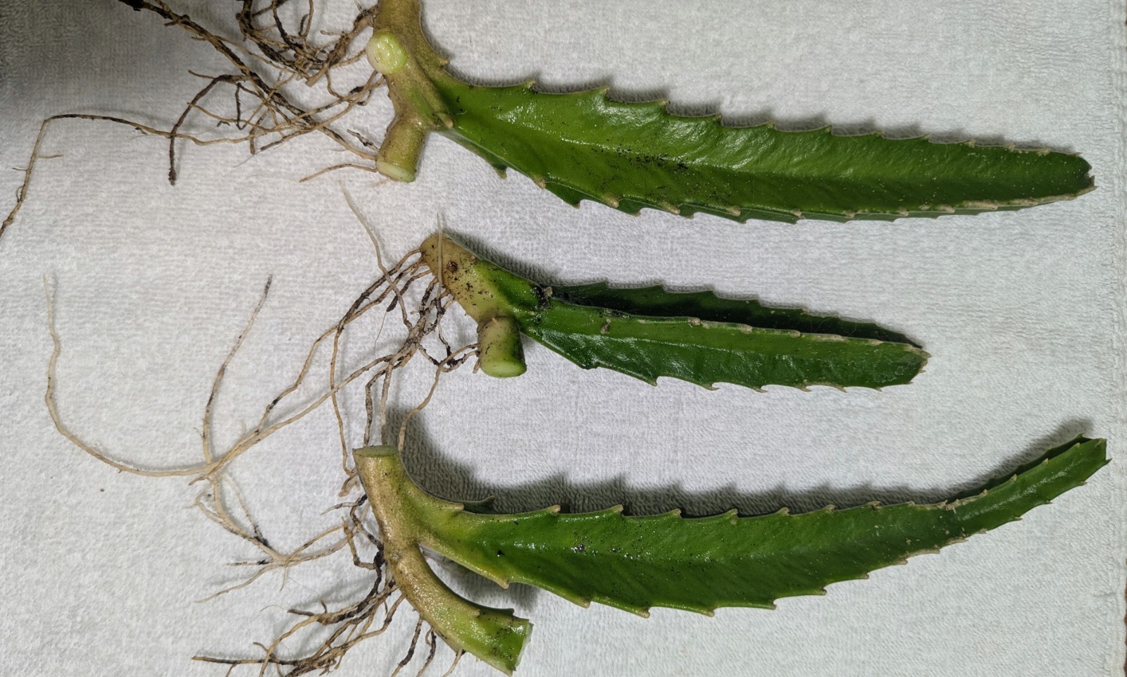 Star Fish Cactus Rooted No Soil Cutting Plant Stapelia Gigantea Live Plant