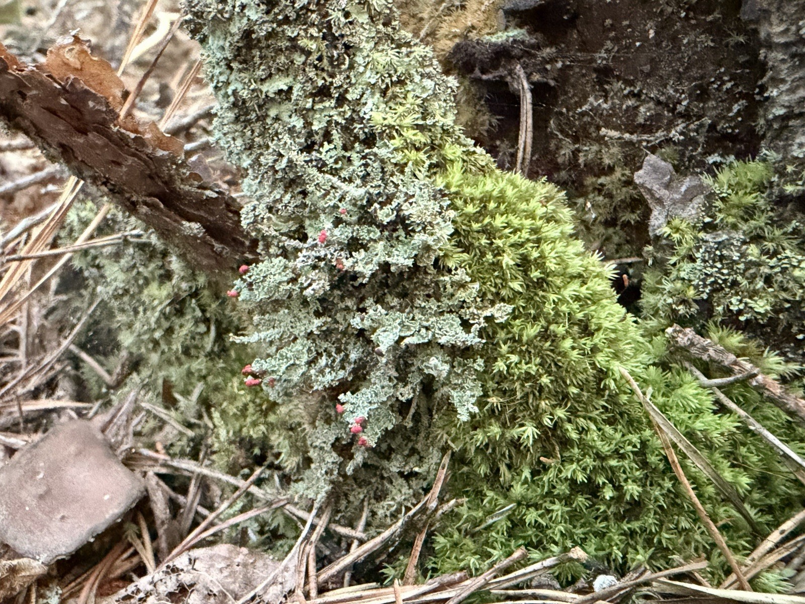Green Outdoor Red British Soldier Lichen Moss Cutting, Evergreen Mat-Forming,