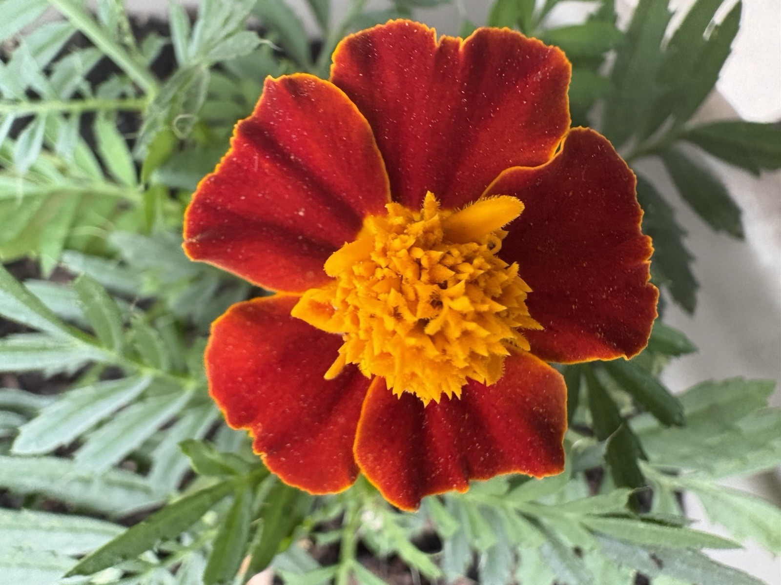 MARIGOLD FLAMING ORANGE FLOWER SEEDS 100+ Garden Seeds FREE SHIP