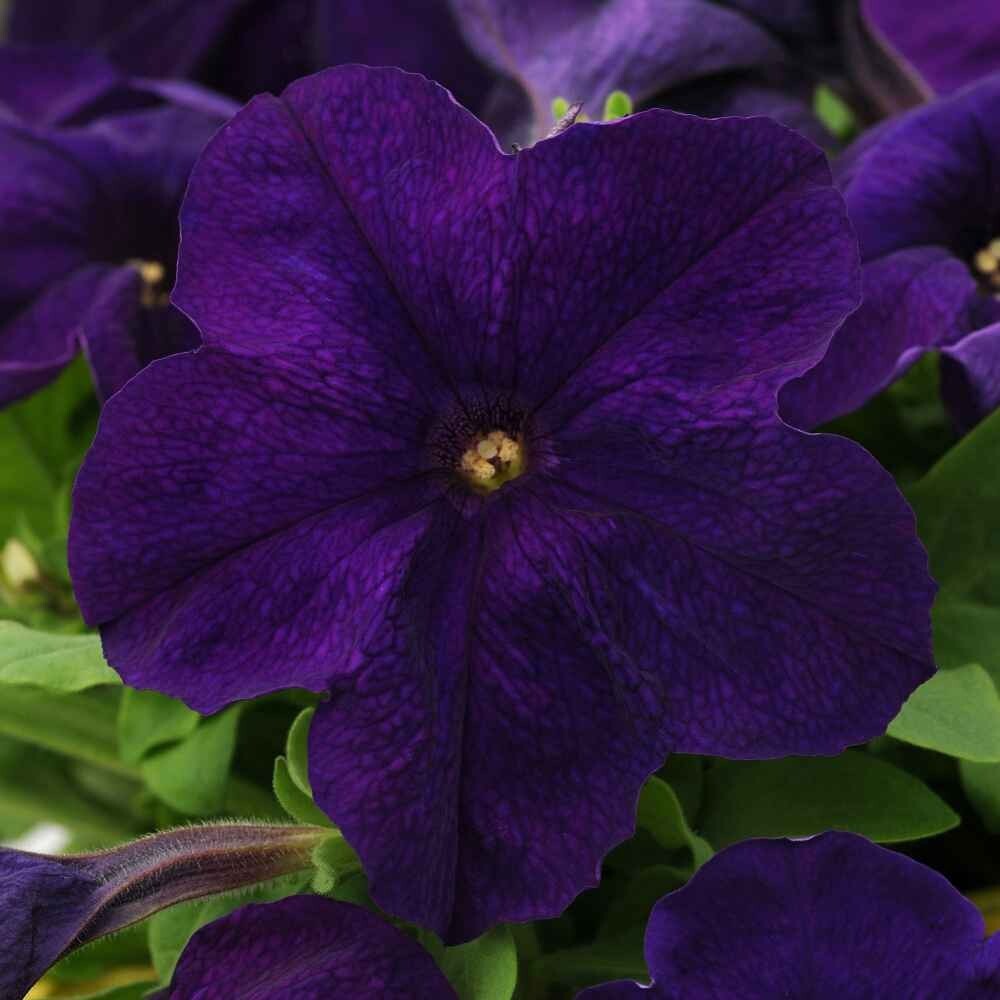 PURPLE PETUNIA ALDERMAN SEEDS ~50+ COUNT~HANGING BASKET OR FLOWERBED