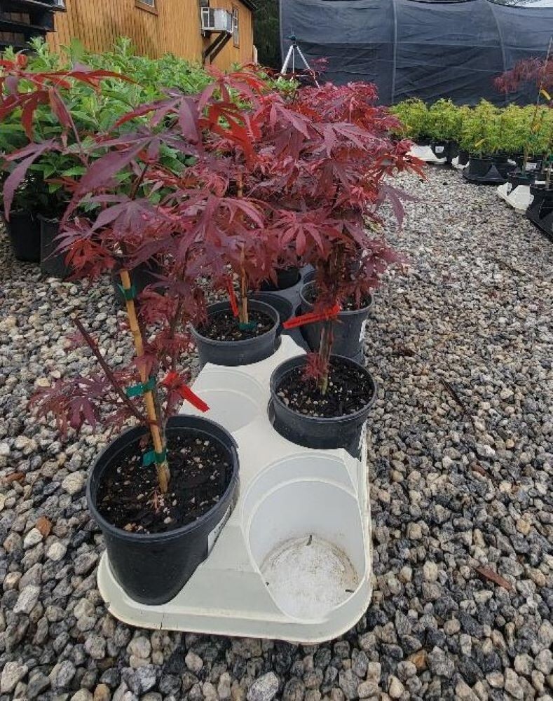 Shaina Dwarf Japanese Maple Tree – Live Plant – ( 2.5 QT )