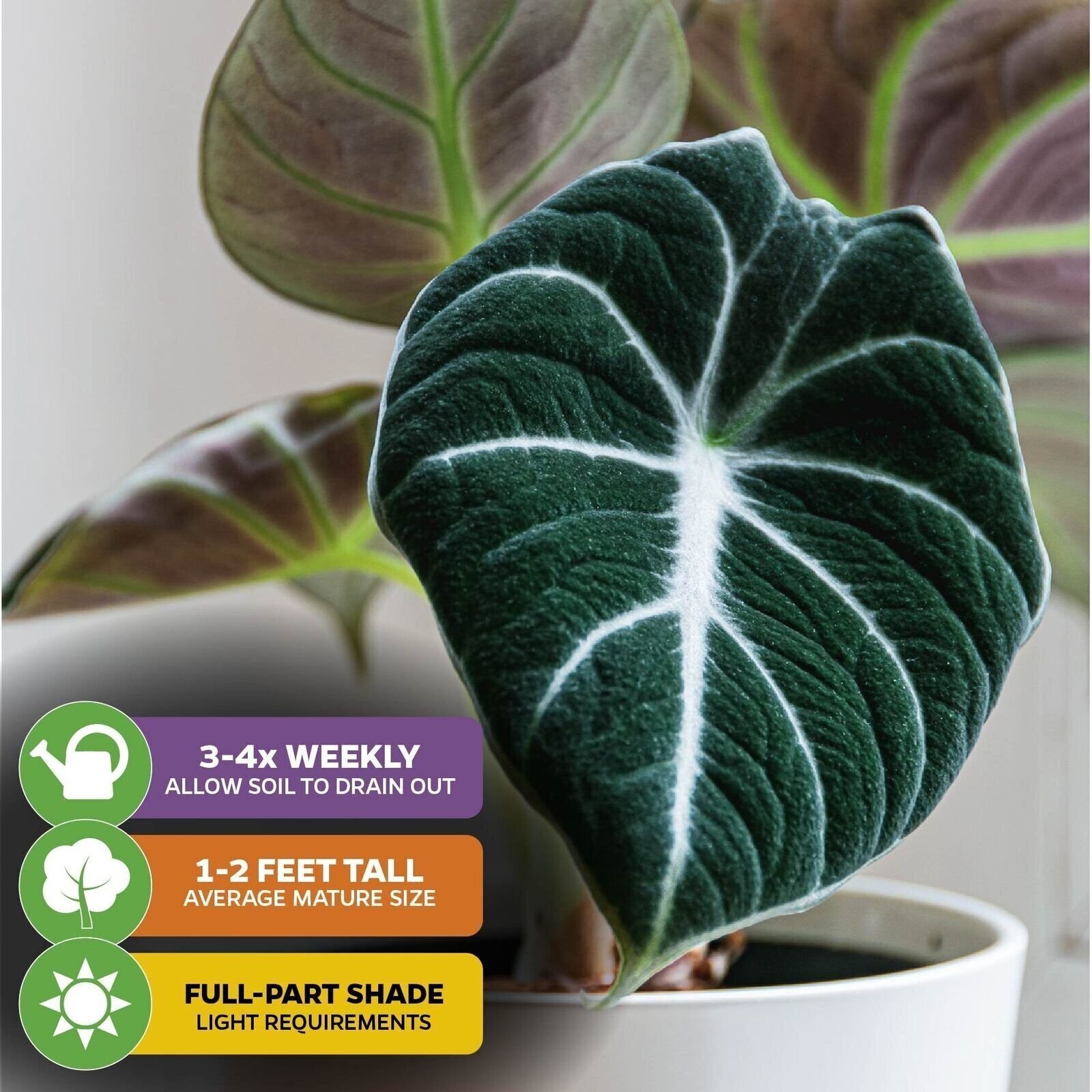 Black Velvet Elephant Ear – Alocasia reginula – Live Plant