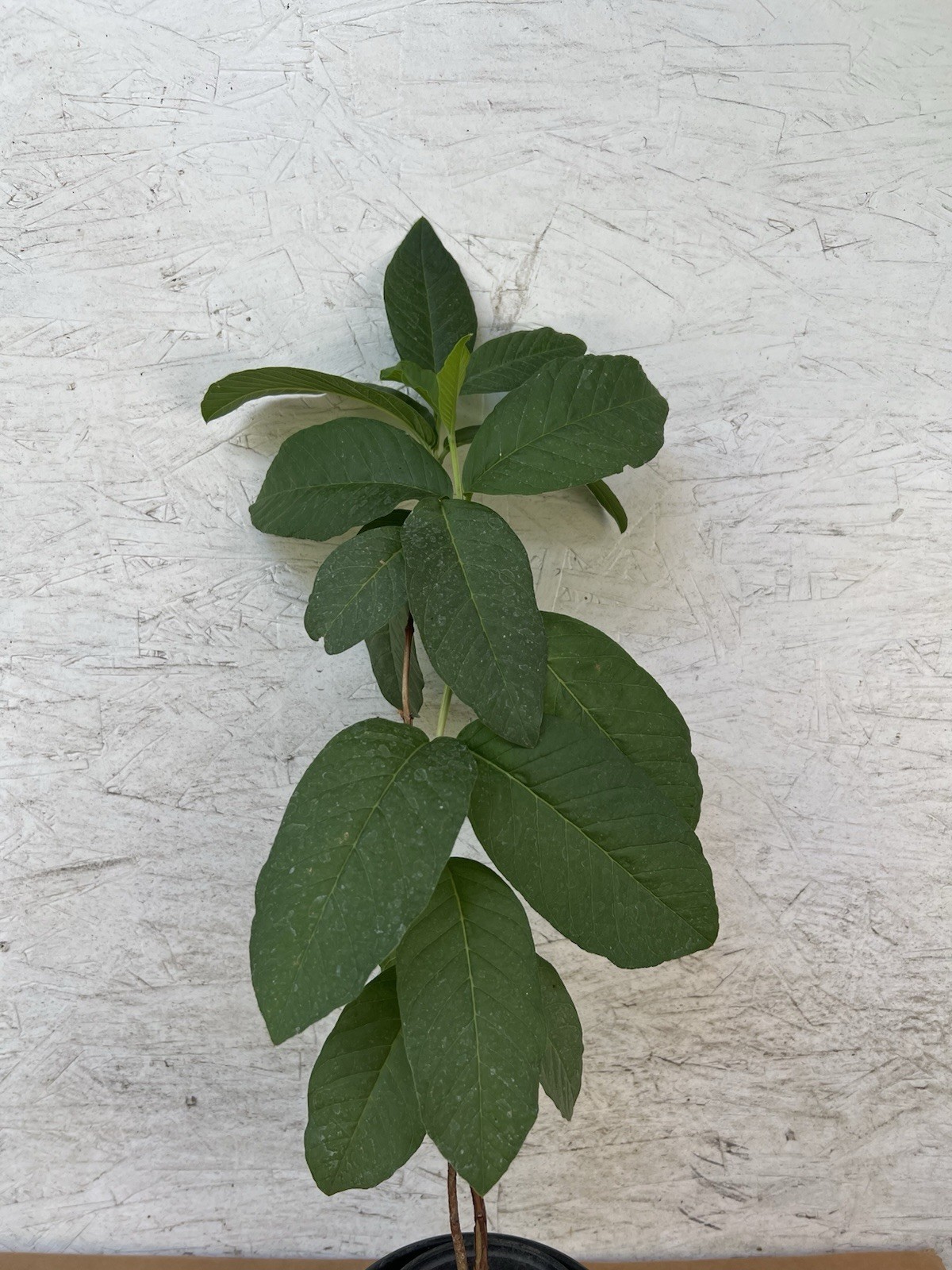 Guava Tree 15” Pink Guava Fruit Tree Tropical Live Plant Ready To Plant
