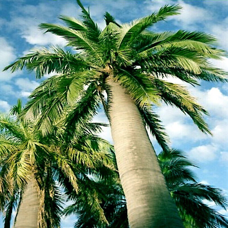 Chilean Wine Palm Tree Seeds (Jubaea chilensis) Largest Palm in World, Hardy-8