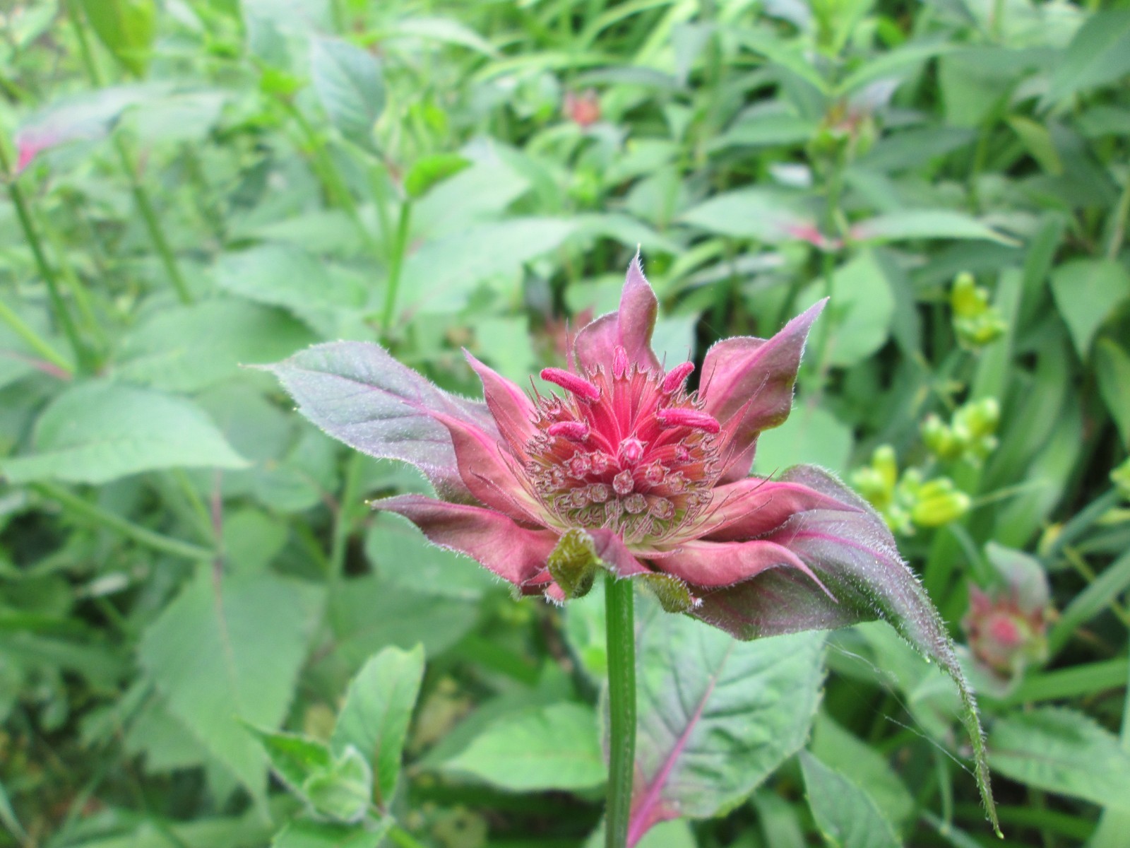 8 Red bee balm 3-9 freshly dug shipped same day hardy perennial blooms long time